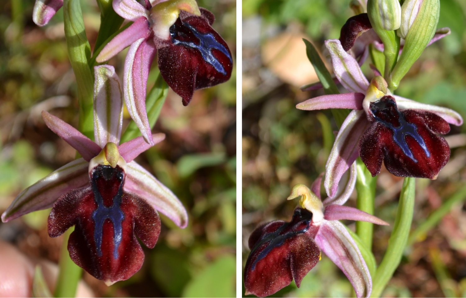 Ophrys ferrum-equinum